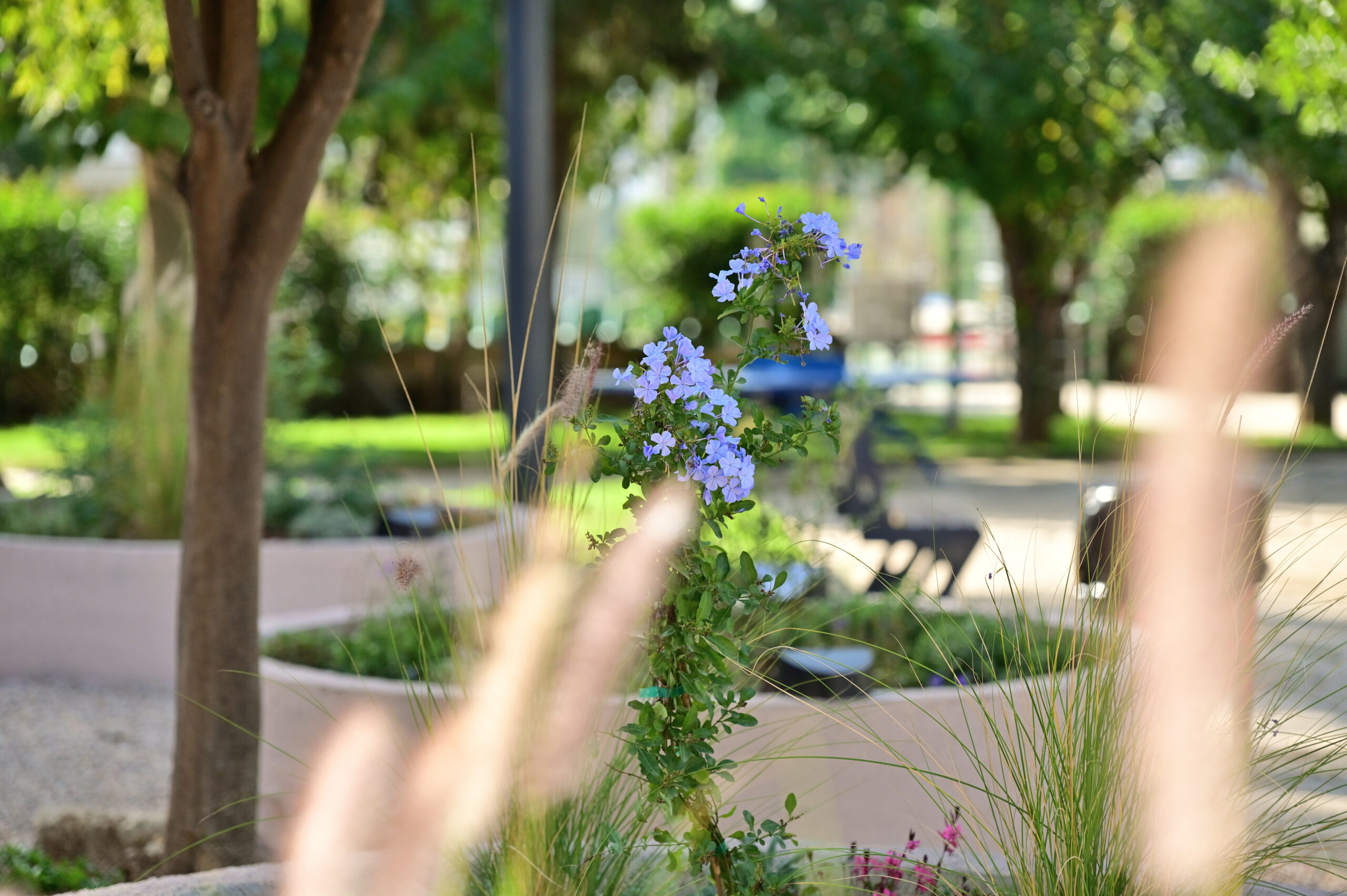 Εικόνα άρθρου